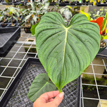 Load image into Gallery viewer, Philodendron Pastazanum exact plant, Fedex 2day
