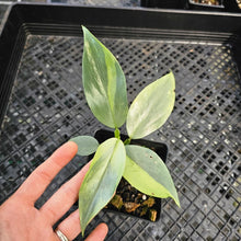Load image into Gallery viewer, Philodendron Hastatum Silver Sword, Exact Plant Variegated Ships Nationwide
