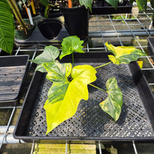 Load image into Gallery viewer, Philodendron Angela Aurea variegated, Exact Plant
