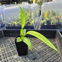 Load image into Gallery viewer, Anthurium Vittarifolium , Exact Plant Variegated Ships Nationwide
