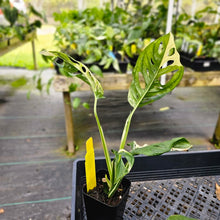 Load image into Gallery viewer, Monstera Adansonii Albo Tricolor, Exact Plant Variegated Ships Nationwide
