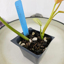 Load image into Gallery viewer, Philodendron Whipple Way, Exact Plant Variegated Ships Nationwide

