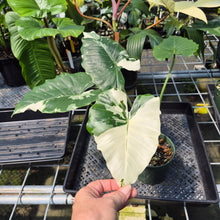 Load image into Gallery viewer, Alocasia Odora, Okinawa Silver Variegated exact plant, Fedex 2day*

