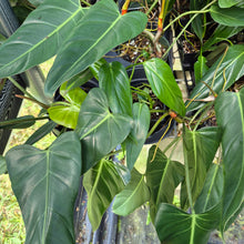 Load image into Gallery viewer, Philodendron Bernardopazii 6" pot, Fedex 2day
