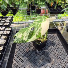 Load image into Gallery viewer, Monstera Borsigiana Albo Deliciosa Variegated exact plant, Fedex 2day*
