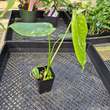 Load image into Gallery viewer, Monstera Deliciosa White Monster , Exact Plant Variegated Ships Nationwide
