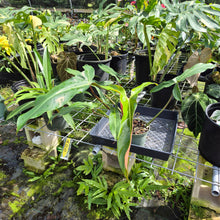 Load image into Gallery viewer, Philodendron Mexicanum, Exact Plant Ships Nationwide
