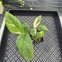 Load image into Gallery viewer, Monstera Lechleriana Variegated exact plant, Fedex 2day*

