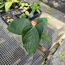 Load image into Gallery viewer, Anthurium Shibori, Exact Plant Variegated
