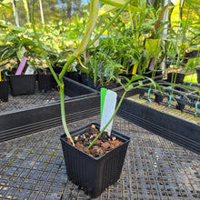 Load image into Gallery viewer, Philodendron Polypodoides, Exact Plant Ships Nationwide
