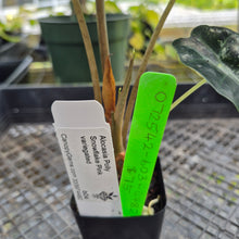 Load image into Gallery viewer, Alocasia Polly Snowflake Pink Variegated, Exact Plant Ships Nationwide.
