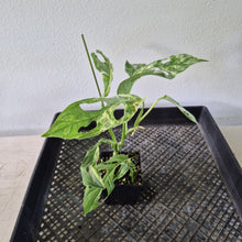 Load image into Gallery viewer, Monstera Adansonii Mint "Indonesia" Variegated exact plant, Fedex 2day*
