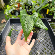 Load image into Gallery viewer, Anthurium Lappoanum, Exact Plant
