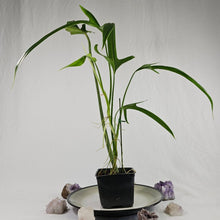 Load image into Gallery viewer, Philodendron Holtonianum, Exact Plant Ships Nationwide
