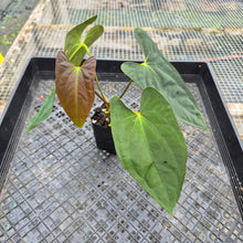 Load image into Gallery viewer, Anthurium Papillilaminum Fort Sherman X ( FS X Ralph Lynam), Exact Plant
