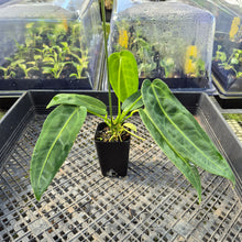 Load image into Gallery viewer, Anthurium Warocqueanum, Queen, Exact Plant Ships Nationwide
