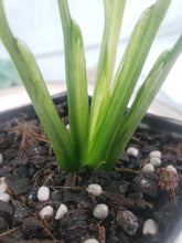 Load image into Gallery viewer, Jessica &#39;peace Lily&#39;, Exact Plant, variegated Spathiphyllum
