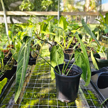 Load image into Gallery viewer, Anthurium Warocqueanum, Queen, Exact Plant
