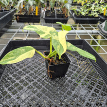 Load image into Gallery viewer, Philodendron Bipennifolium Variegated exact plant, Fedex 2day*
