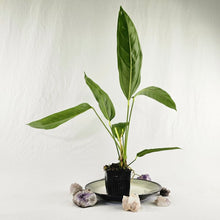 Load image into Gallery viewer, Anthurium Spectabile, Exact Plant Ships Nationwide
