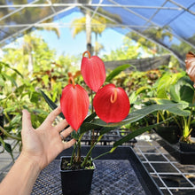 Load image into Gallery viewer, Anthurium Sherzerianum &quot;Pig Tail&quot;, Exact Plant Ships Nationwide
