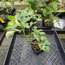 Load image into Gallery viewer, Rhaphidophora Tetrasperma Albo, Exact Plant Variegated Ships Nationwide
