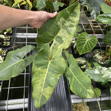 Load image into Gallery viewer, Philodendron Ilsemanii Variegated exact plant, Fedex 2day*
