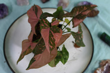 Load image into Gallery viewer, Variegated Syngonium Pink Spot Exact Plant Ships nationwide

