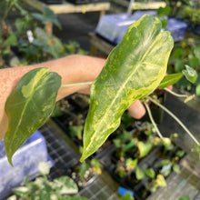 Load image into Gallery viewer, Alocasia Zebrina Aurea variegated 2.5" pot, Fedex 2day*

