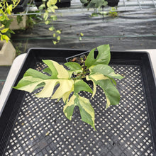 Load image into Gallery viewer, Rhaphidophora Tetrasperma Albo Variegated exact plant, Fedex 2day*
