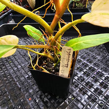 Load image into Gallery viewer, Philodendron Goldiana, Exact Plant
