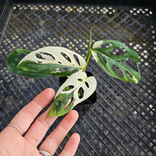 Load image into Gallery viewer, Monstera Adansonii Laniata Albo, Exact Plant Variegated Ships Nationwide
