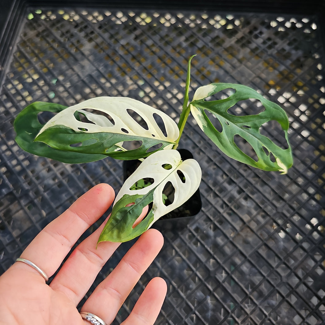 Monstera Adansonii Laniata Albo, Exact Plant Variegated Ships Nationwide