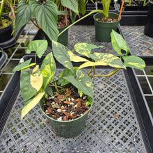 Load image into Gallery viewer, Syngonium Aurea Variegated exact plant, Fedex 2day*
