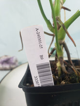 Load image into Gallery viewer, Anthurium Balaoanum &quot;Dussii&quot; 4&quot; pot, ships nationwide
