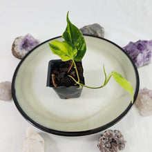 Load image into Gallery viewer, Philodendron Hederaceum Micans Aurea, Exact Plant Variegated Ships Nationwide
