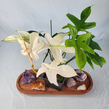 Load image into Gallery viewer, Philodendron Florida Ghost, Exact Plant Ships Nationwide
