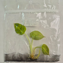 Load image into Gallery viewer, Alocasia Black Velvet Aurea variegated tissue culture 2DayAir
