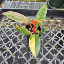 Load image into Gallery viewer, Philodendron Red Congo, Exact Plant Variegated Ships Nationwide
