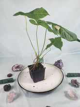 Load image into Gallery viewer, Anthurium Balaoanum &quot;Dussii&quot; 4&quot; pot, ships nationwide
