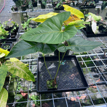 Load image into Gallery viewer, Anthurium Decipiens, Exact Plant
