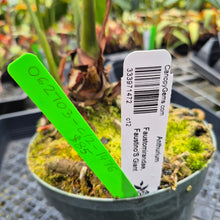 Load image into Gallery viewer, Anthurium Faustomirandae, Faustino'S Giant, Exact Plant Ships Nationwide
