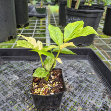 Load image into Gallery viewer, Zamioculcas Zamiifolia Wild Form ZZ, Exact Plant Variegated
