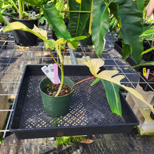 Load image into Gallery viewer, Philodendron Florida Beauty, Exact Plant Variegated Ships Nationwide
