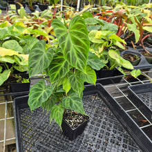 Load image into Gallery viewer, Philodendron Verrucosum, Exact Plant Ships Nationwide
