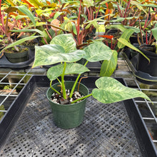 Load image into Gallery viewer, Philodendron Giganteum, Exact Plant Variegated Ships Nationwide
