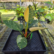 Load image into Gallery viewer, Philodendron Green Congo Nuclear, Exact Plant Variegated

