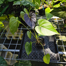 Load image into Gallery viewer, Anthurium Red Beauty, Exact Plant
