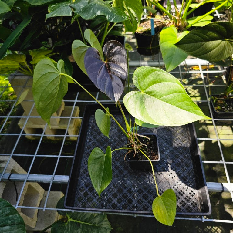 Anthurium Red Beauty, Exact Plant