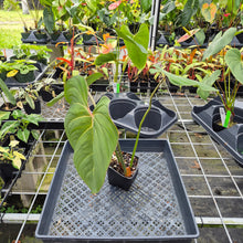 Load image into Gallery viewer, Philodendron Gloriosum, Pink Veined Back, Exact Plant Ships Nationwide
